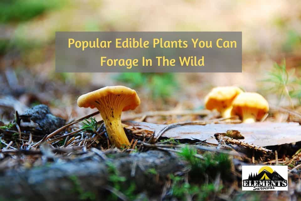 Forage in the Wild